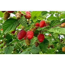 Малина Ляшка (літня) | Rubus idaeus Laszka | Малина Ляшка (летняя)