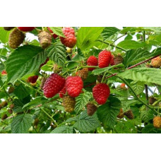 Малина Ляшка (літня) | Rubus idaeus Laszka | Малина Ляшка (летняя)