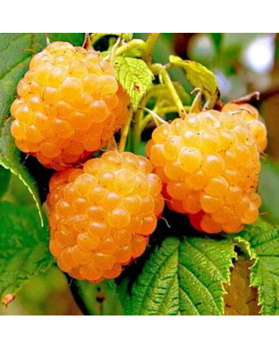 Малина ремонтантна Жовтий Гігант | Rubus idaeus Zhovtyy Gigant | Малина ремонтантная Жёлтый Гигант