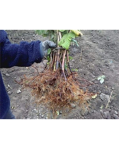 Малина ремонтантна Жовтий Гігант | Rubus idaeus Zhovtyy Gigant | Малина ремонтантная Жёлтый Гигант