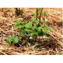 Малина ремонтантна Жовтий Гігант | Rubus idaeus Zhovtyy Gigant | Малина ремонтантная Жёлтый Гигант