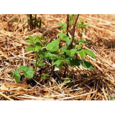 Малина ремонтантна Жовтий Гігант | Rubus idaeus Zhovtyy Gigant | Малина ремонтантная Жёлтый Гигант