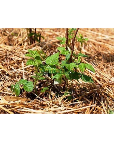 Малина ремонтантна Жовтий Гігант | Rubus idaeus Zhovtyy Gigant | Малина ремонтантная Жёлтый Гигант