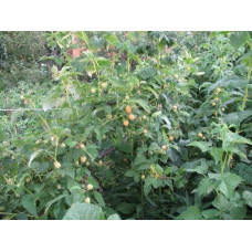 Малина ремонтантна Жовтий Гігант | Rubus idaeus Zhovtyy Gigant | Малина ремонтантная Жёлтый Гигант