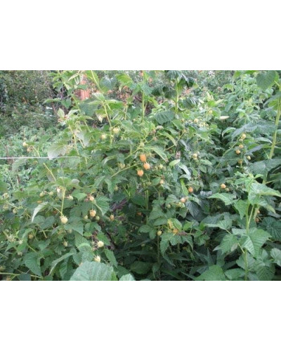 Малина ремонтантна Жовтий Гігант | Rubus idaeus Zhovtyy Gigant | Малина ремонтантная Жёлтый Гигант