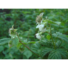 Малина ремонтантна Жовтий Гігант | Rubus idaeus Zhovtyy Gigant | Малина ремонтантная Жёлтый Гигант