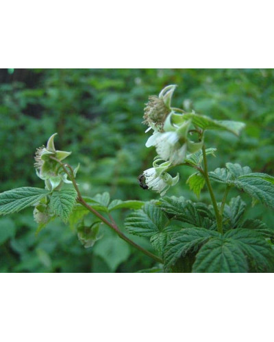 Малина ремонтантна Жовтий Гігант | Rubus idaeus Zhovtyy Gigant | Малина ремонтантная Жёлтый Гигант