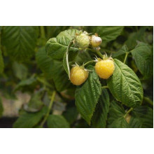 Малина ремонтантна Жовтий Гігант | Rubus idaeus Zhovtyy Gigant | Малина ремонтантная Жёлтый Гигант