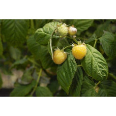 Малина ремонтантна Жовтий Гігант | Rubus idaeus Zhovtyy Gigant | Малина ремонтантная Жёлтый Гигант