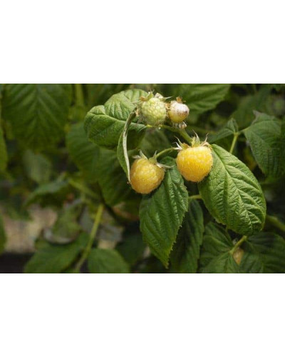 Малина ремонтантна Жовтий Гігант | Rubus idaeus Zhovtyy Gigant | Малина ремонтантная Жёлтый Гигант