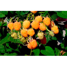 Малина ремонтантна Жовтий Гігант | Rubus idaeus Zhovtyy Gigant | Малина ремонтантная Жёлтый Гигант