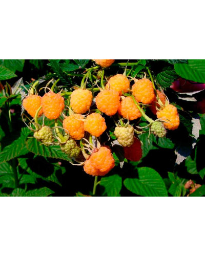 Малина ремонтантна Жовтий Гігант | Rubus idaeus Zhovtyy Gigant | Малина ремонтантная Жёлтый Гигант