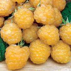 Малина ремонтантна Жовтий Гігант | Rubus idaeus Zhovtyy Gigant | Малина ремонтантная Жёлтый Гигант