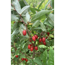 Гумі / Лох багатоквітковий | Гуми / Лох многоцветковый | Elaeagnus multiflora