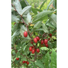 Гумі / Лох багатоквітковий | Гуми / Лох многоцветковый | Elaeagnus multiflora