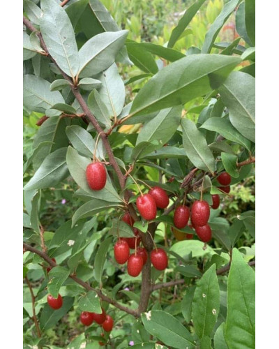 Гумі / Лох багатоквітковий | Гуми / Лох многоцветковый | Elaeagnus multiflora