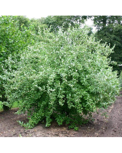 Гумі / Лох багатоквітковий | Гуми / Лох многоцветковый | Elaeagnus multiflora