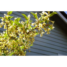 Гумі / Лох багатоквітковий | Гуми / Лох многоцветковый | Elaeagnus multiflora