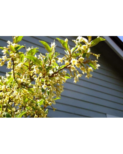Гумі / Лох багатоквітковий | Гуми / Лох многоцветковый | Elaeagnus multiflora