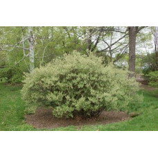 Гумі / Лох багатоквітковий | Гуми / Лох многоцветковый | Elaeagnus multiflora