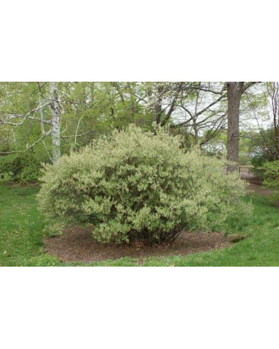 Гумі / Лох багатоквітковий | Гуми / Лох многоцветковый | Elaeagnus multiflora