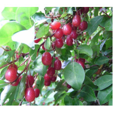 Гумі / Лох багатоквітковий | Гуми / Лох многоцветковый | Elaeagnus multiflora