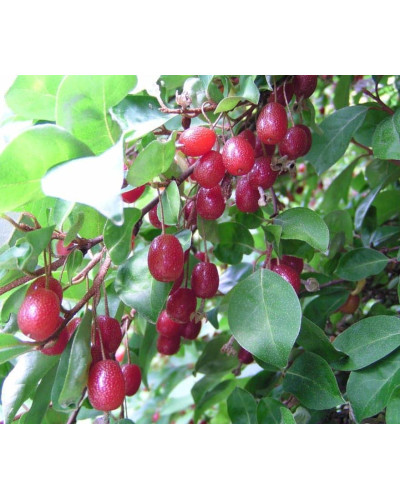 Гумі / Лох багатоквітковий | Гуми / Лох многоцветковый | Elaeagnus multiflora