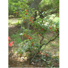Гумі / Лох багатоквітковий | Гуми / Лох многоцветковый | Elaeagnus multiflora