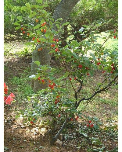 Гумі / Лох багатоквітковий | Гуми / Лох многоцветковый | Elaeagnus multiflora