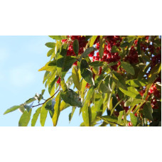Гумі / Лох багатоквітковий | Гуми / Лох многоцветковый | Elaeagnus multiflora