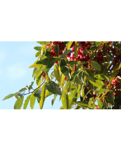 Гумі / Лох багатоквітковий | Гуми / Лох многоцветковый | Elaeagnus multiflora