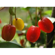 Гумі / Лох багатоквітковий | Гуми / Лох многоцветковый | Elaeagnus multiflora