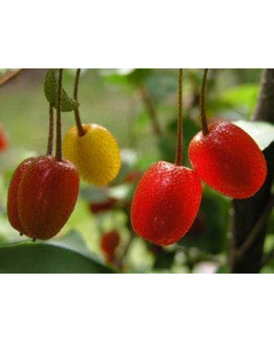 Гумі / Лох багатоквітковий | Гуми / Лох многоцветковый | Elaeagnus multiflora