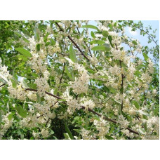 Гумі / Лох багатоквітковий | Гуми / Лох многоцветковый | Elaeagnus multiflora