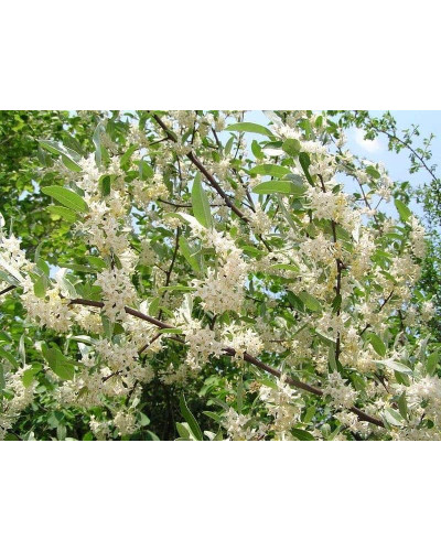 Гумі / Лох багатоквітковий | Гуми / Лох многоцветковый | Elaeagnus multiflora