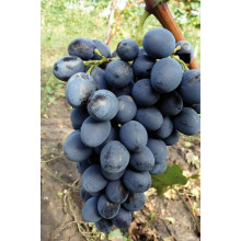 Виноград столовий Молдова | Vitis vinifera Moldova | Виноград столовый Молдова