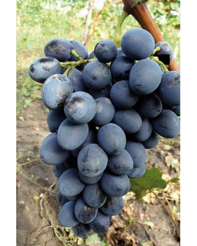 Виноград столовий Молдова | Vitis vinifera Moldova | Виноград столовый Молдова