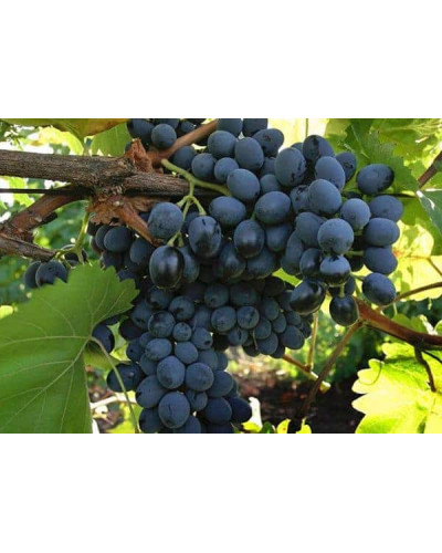 Виноград столовий Молдова | Vitis vinifera Moldova | Виноград столовый Молдова