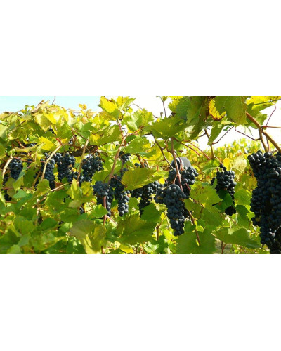 Виноград столовий Молдова | Vitis vinifera Moldova | Виноград столовый Молдова