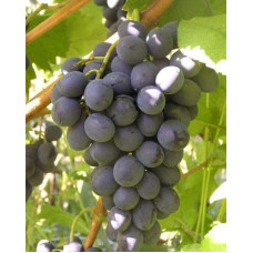 Виноград столовий Молдова | Vitis vinifera Moldova | Виноград столовый Молдова