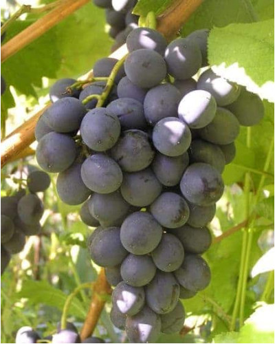 Виноград столовий Молдова | Vitis vinifera Moldova | Виноград столовый Молдова