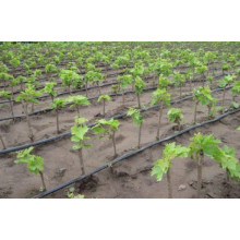 Виноград столовий Молдова | Vitis vinifera Moldova | Виноград столовый Молдова