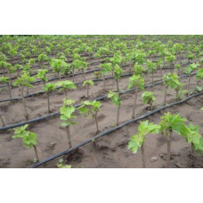 Виноград столовий Молдова | Vitis vinifera Moldova | Виноград столовый Молдова