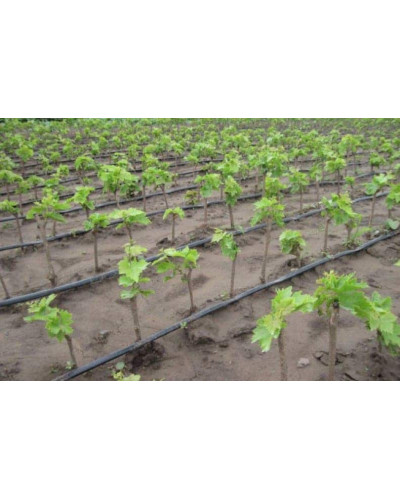 Виноград столовий Молдова | Vitis vinifera Moldova | Виноград столовый Молдова
