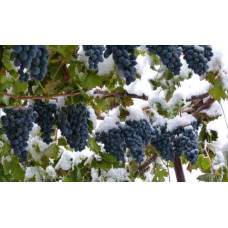 Виноград столовий Молдова | Vitis vinifera Moldova | Виноград столовый Молдова