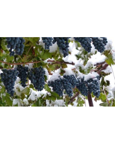 Виноград столовий Молдова | Vitis vinifera Moldova | Виноград столовый Молдова
