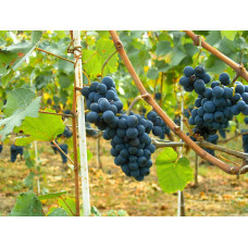 Виноград столовий Молдова | Vitis vinifera Moldova | Виноград столовый Молдова