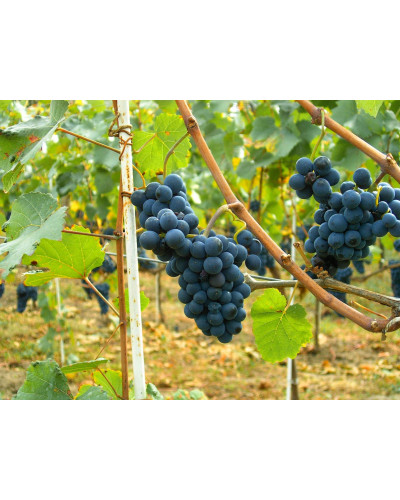 Виноград столовий Молдова | Vitis vinifera Moldova | Виноград столовый Молдова