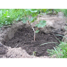 Виноград столовий Молдова | Vitis vinifera Moldova | Виноград столовый Молдова