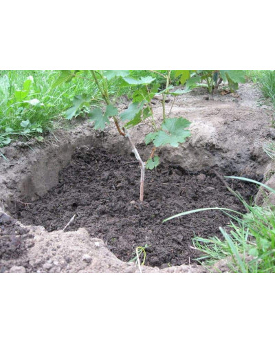 Виноград столовий Молдова | Vitis vinifera Moldova | Виноград столовый Молдова